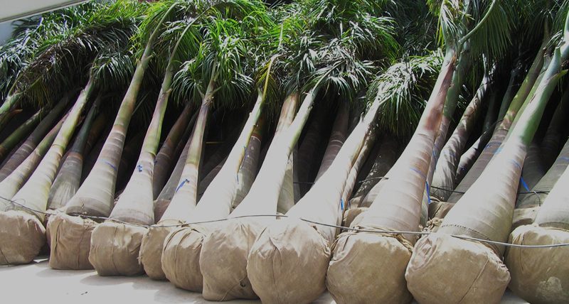 Shipping Plants Worldwide | EzPalms King of Palms