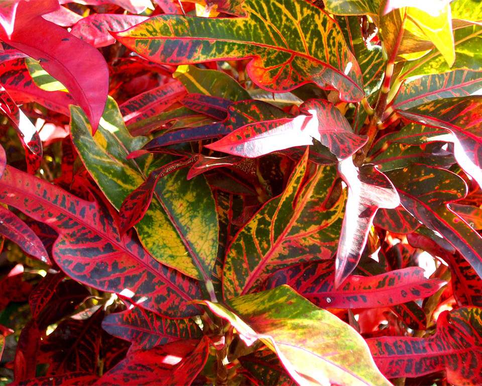 about page Palm trees, tropical plants, foliage, wholesale, growers