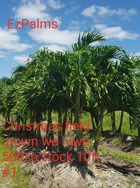 plants wholesale growers